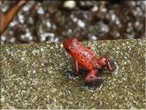 oophaga granuliferus