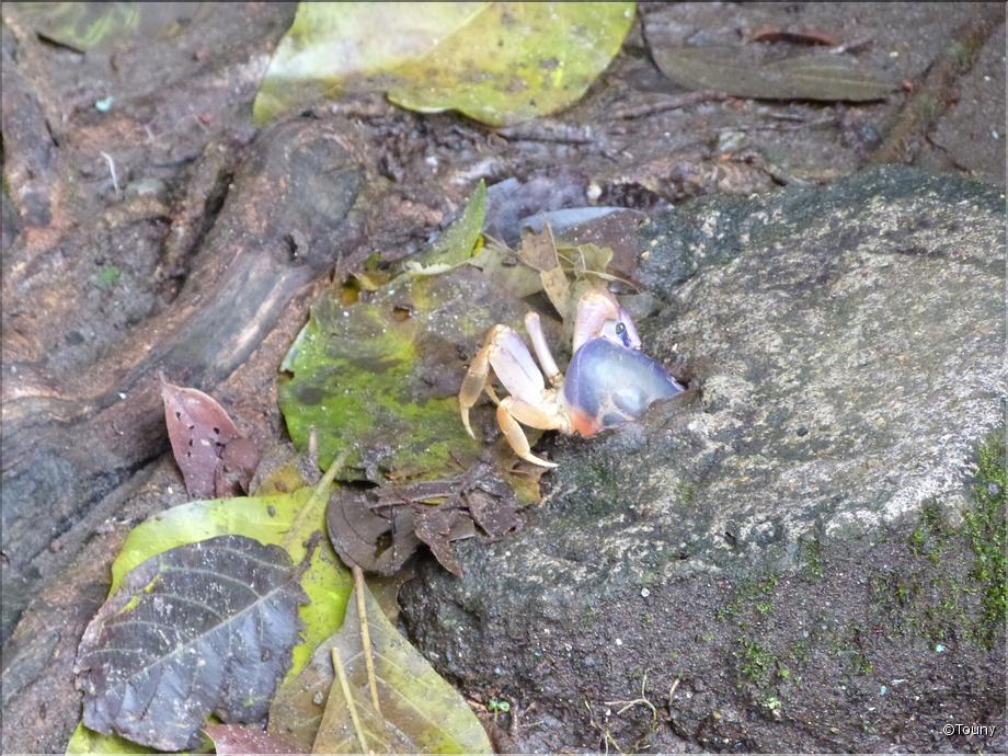 crabe bleu