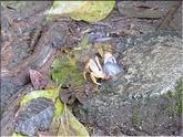 crabe bleu