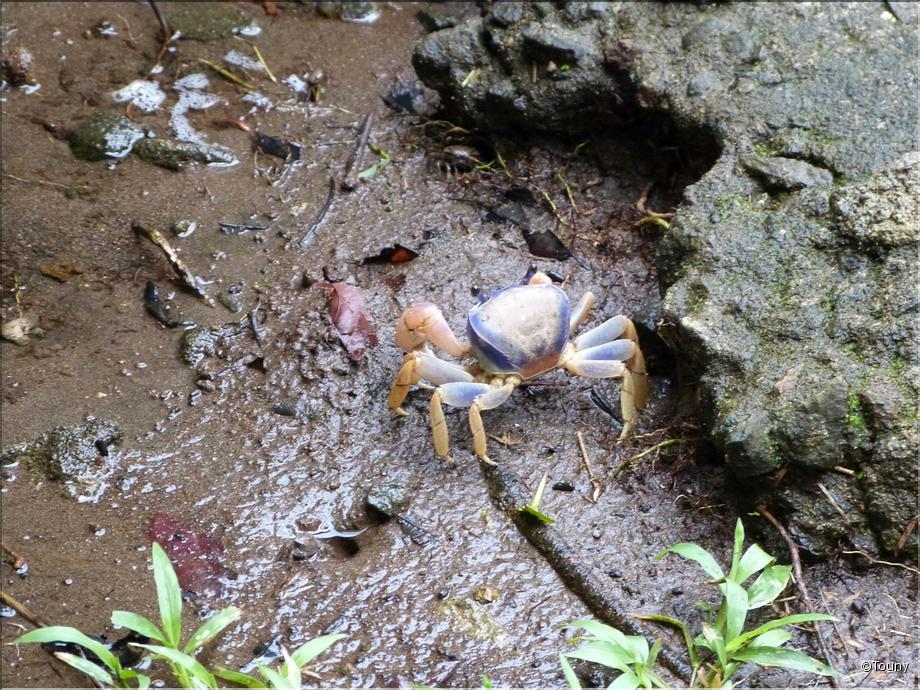 crabe bleu