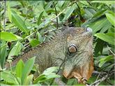 iguane