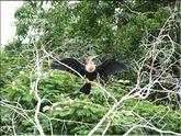 cormoran