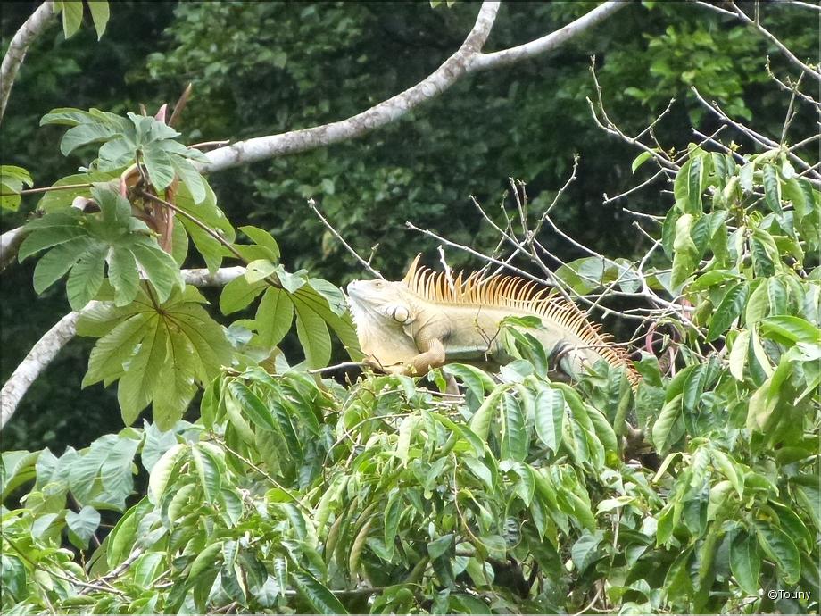 iguane