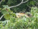 iguane