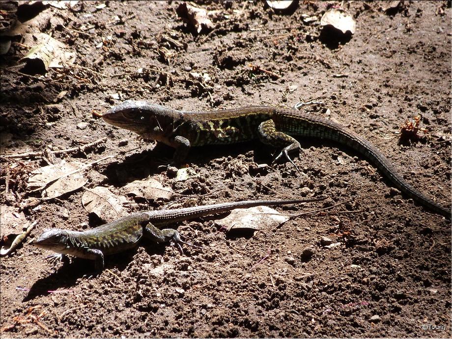 ameiva undulata