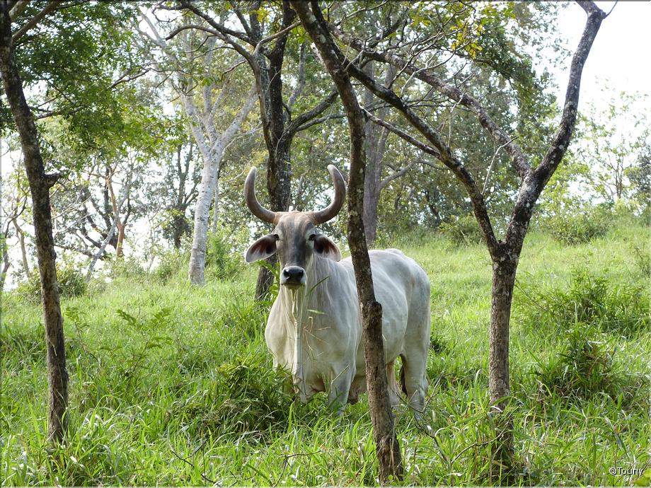 taureau à l'hacienda guachipelin