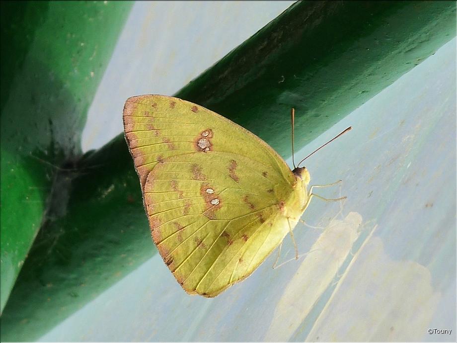 phoebis