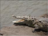 crocodile