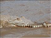 tête de crocodile