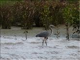 grand héron, Ardea herodias