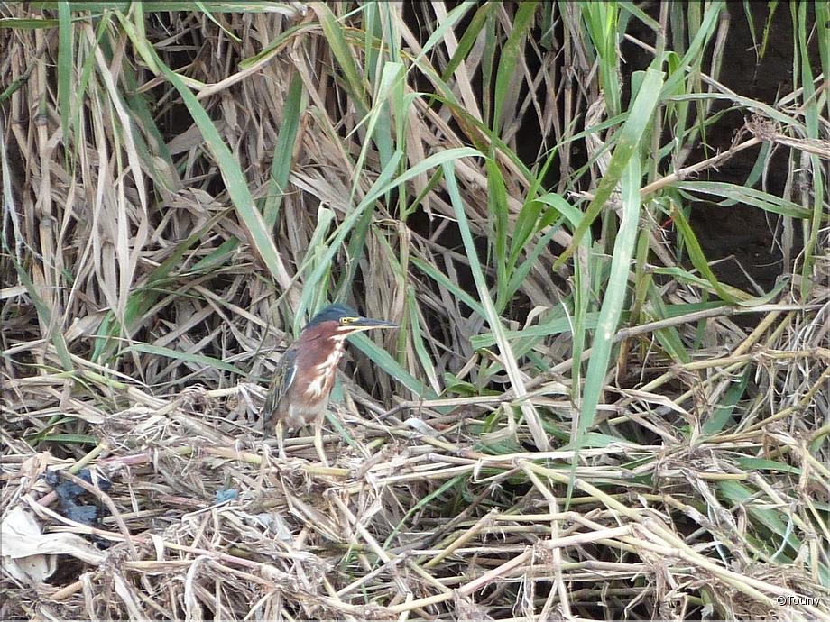 héron vert, Butorides virescens
