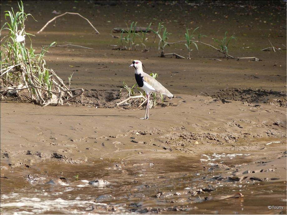 vanneau tero, Vanellus chilensis