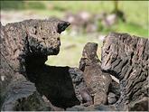 iguane