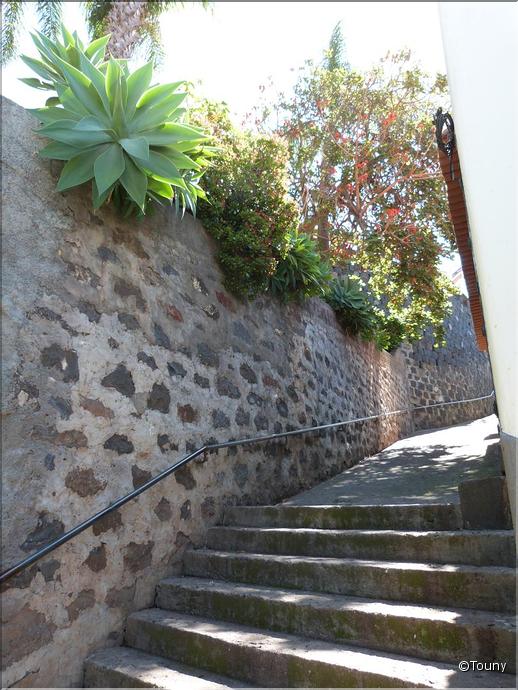 Câmara de lobos