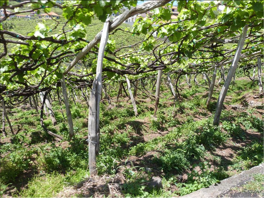 culture des vignes