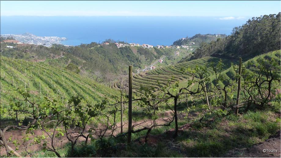 vignes en terrasses