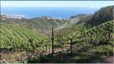 vignes en terrasses