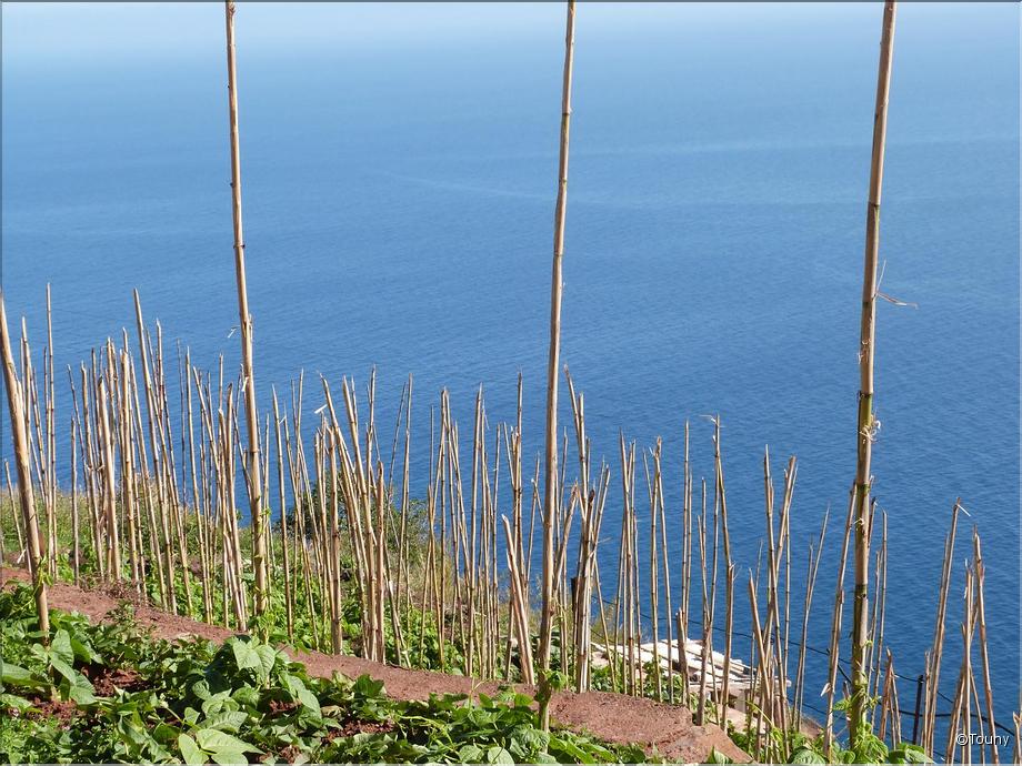 culture de haricots