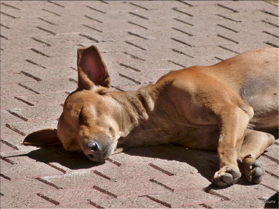 chien
