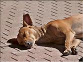 chien