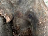 Orphelinat des éléphants de Pinnawela