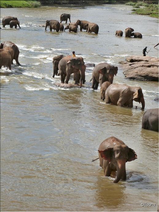 baignade des éléphants de Pinnawela