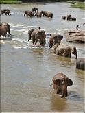baignade des éléphants de Pinnawela