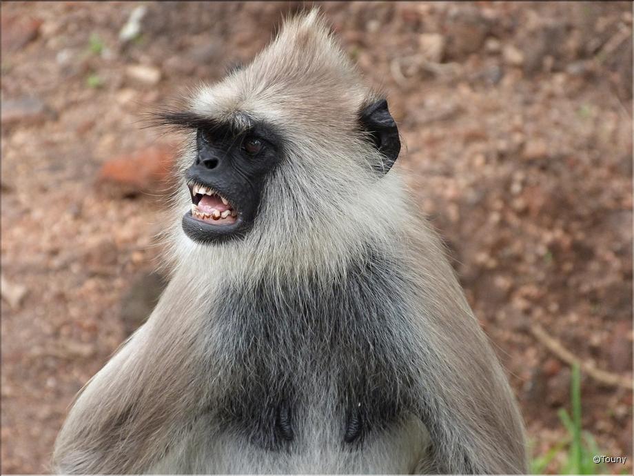 Anuradhapura - langur ou entelle- semnopithecus priam thercites
