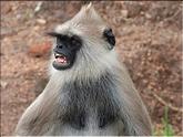 Anuradhapura - langur ou entelle- semnopithecus priam thercites