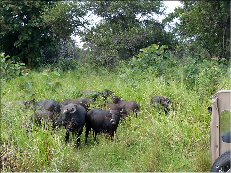 Safari 4x4 dans la réserve de Minneriya - bufles