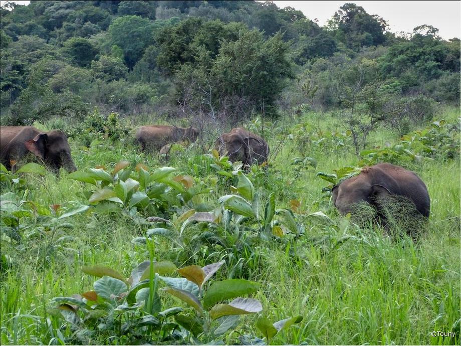 Safari 4x4 dans la réserve de Minneriya - éléphants