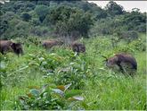 Safari 4x4 dans la réserve de Minneriya - éléphants