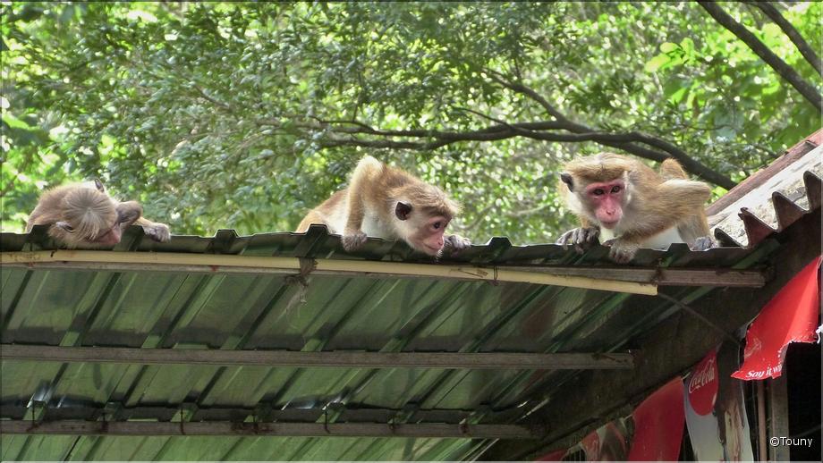 Sigirîya - rocher du lion - macaques à l'affut