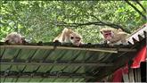 Sigirîya - rocher du lion - macaques à l'affut