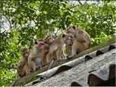Sigirîya - rocher du lion - macaques