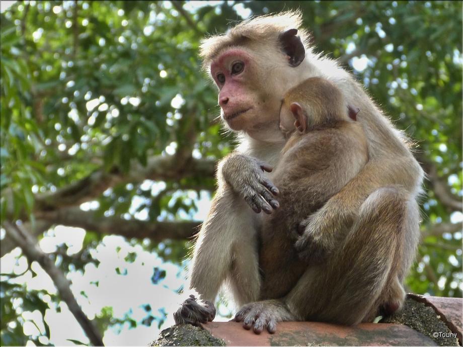 Sigirîya - rocher du lion - macaques