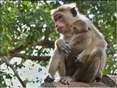 Sigirîya - rocher du lion - macaques