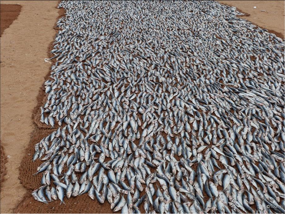Negombo - sardines qui sèchent
