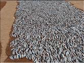 Negombo - sardines qui sèchent