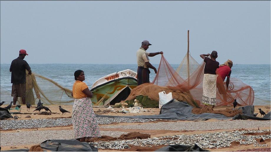 Negombo - pêcheurs et poissons