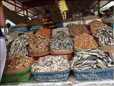 Colombo - marché Pettah - poissons