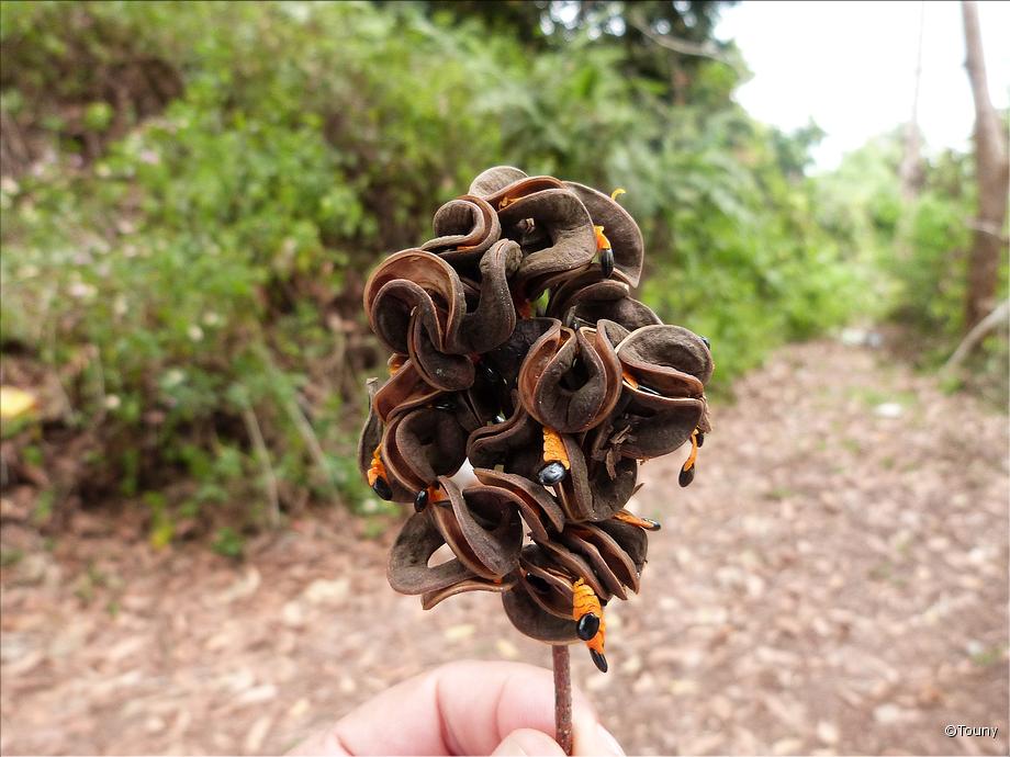 fruits