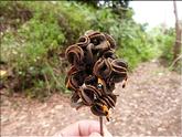 fruits