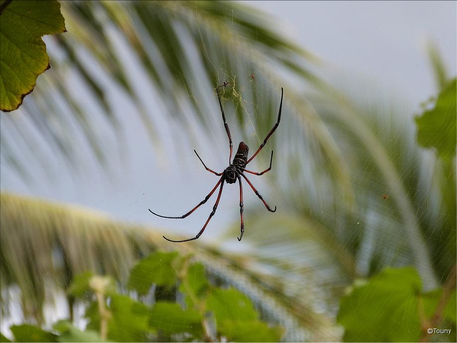 nphile dorée femelle (trichonephila inaurata)