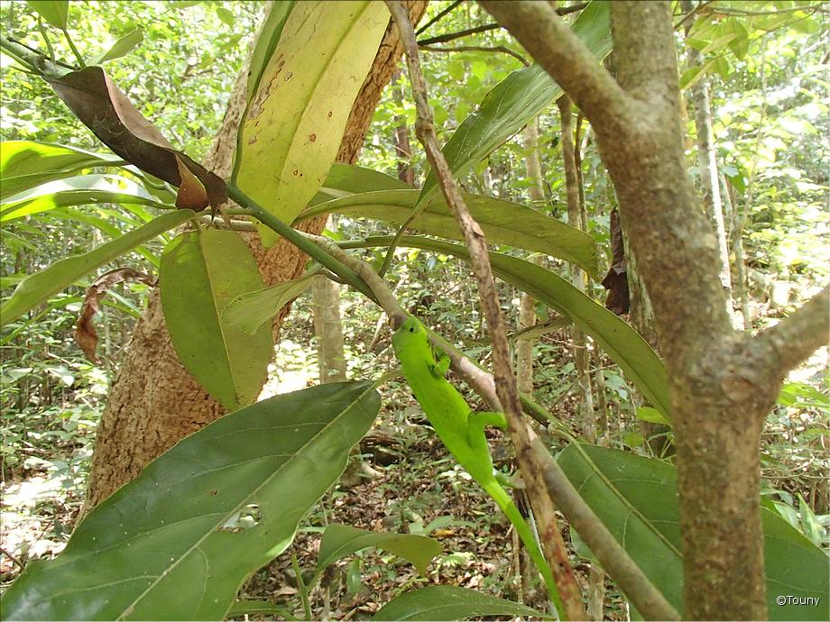caméléon (furcifer polleni)