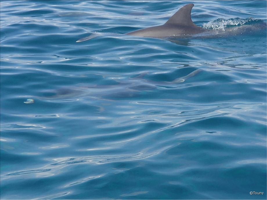 dauphins