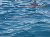 dauphins