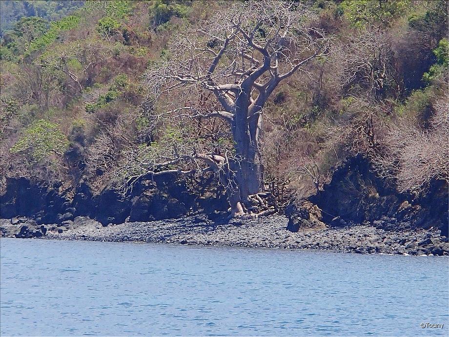 baobab