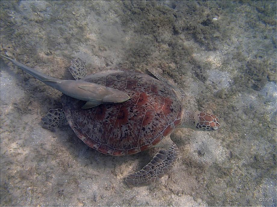 tortue verte et rémora à Ngouja