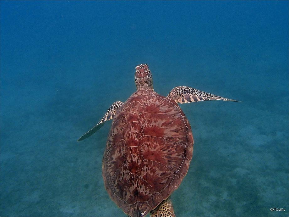 tortue verte à Ngouja